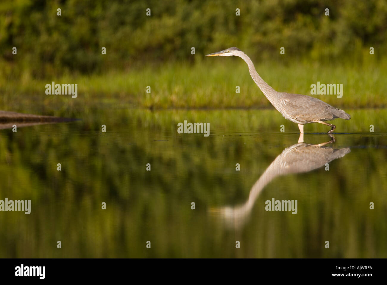 A great blue heron Ardea herodias feeds in Katahdin Lake near Maine s Baxter State Park  Stock Photo