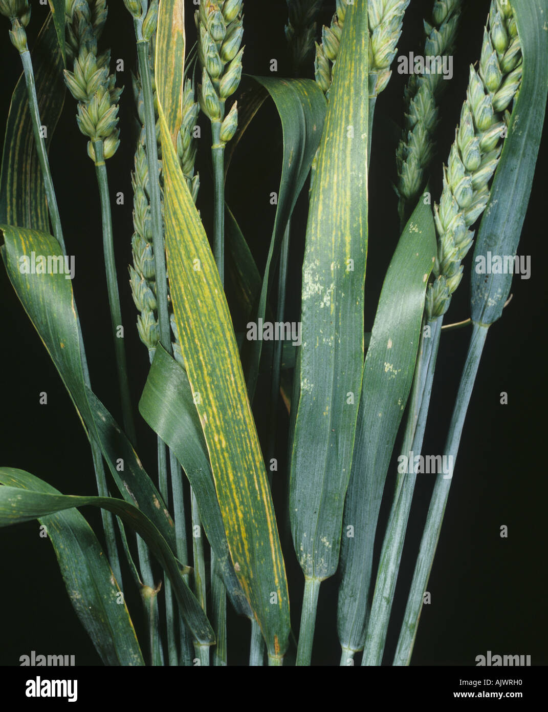 Chloris and striping on wheat leaves symptoms of magnesium deficiency