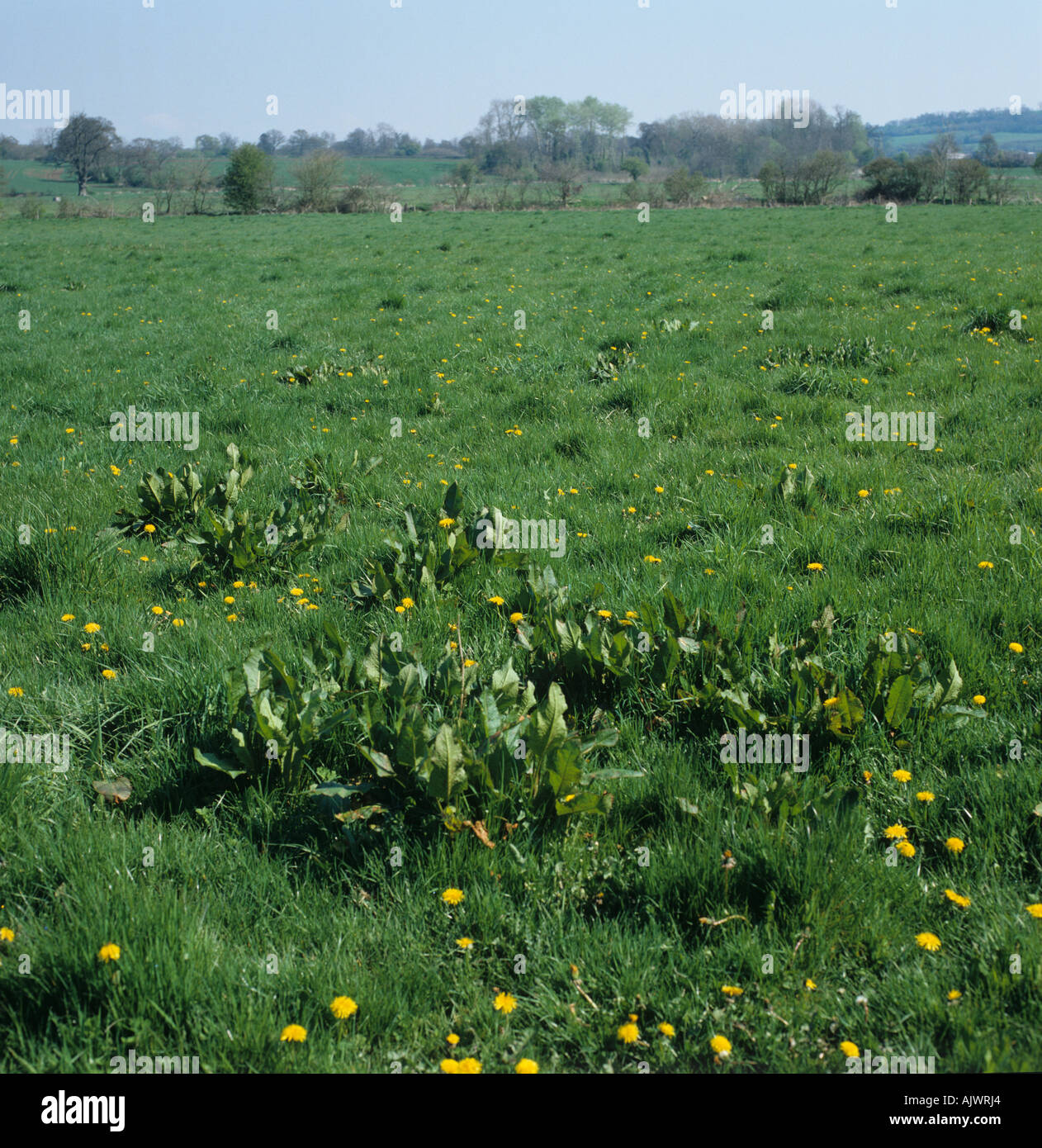 Dock Rumex spp weeds in grass pasture Stock Photo