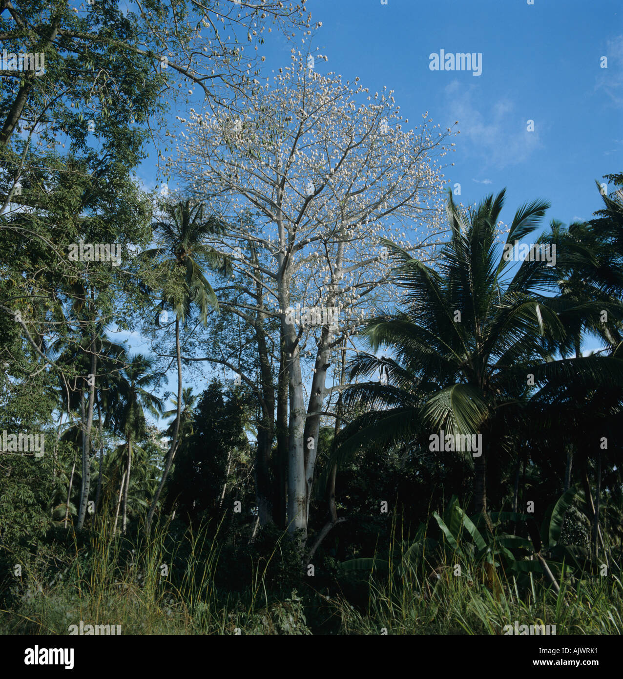 A large kapok or white silk cotton tree with open white seedpods