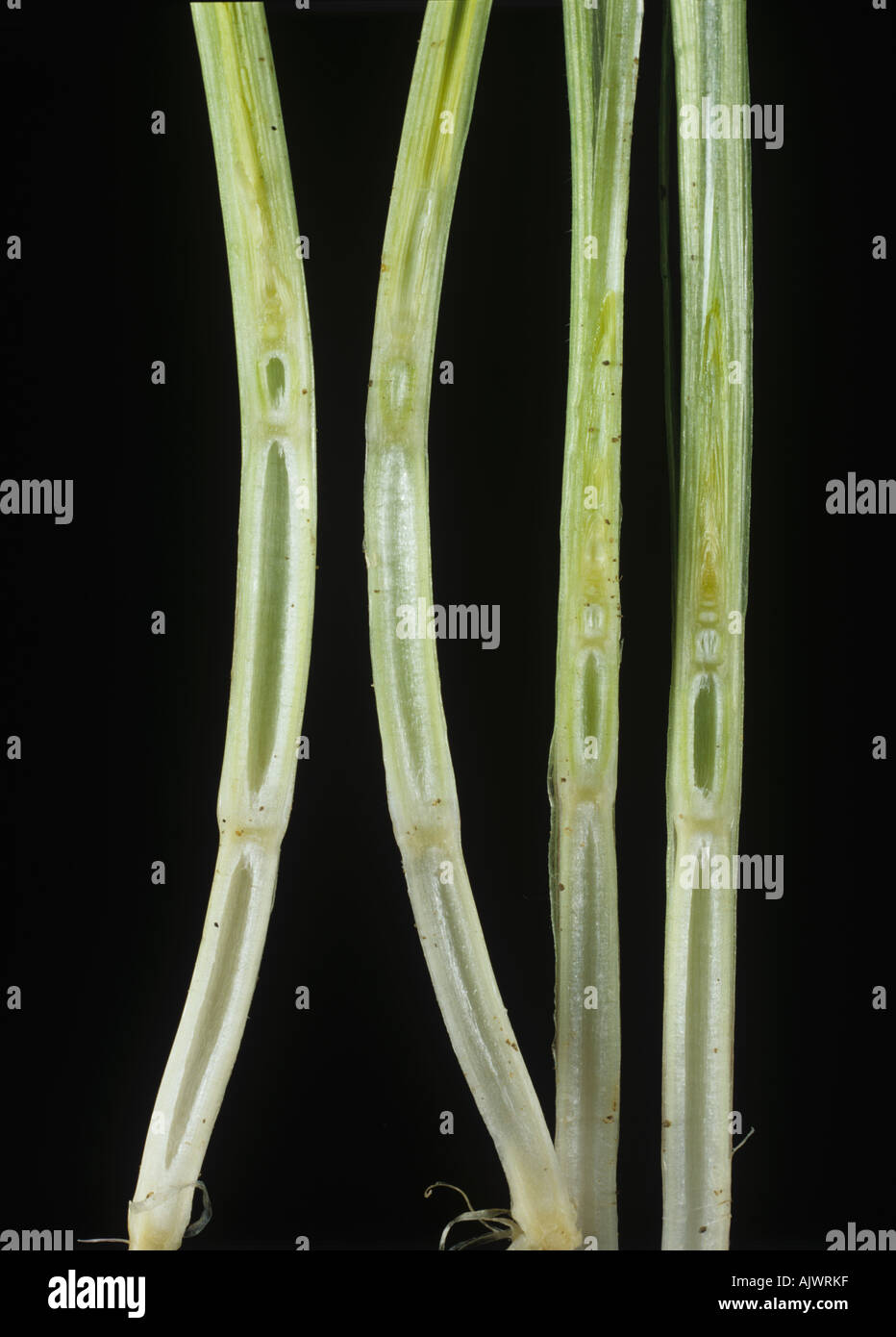 Gibberellic acid hormone effect on the node length of internodes 2 3 in barley plants GA gibberellin Stock Photo