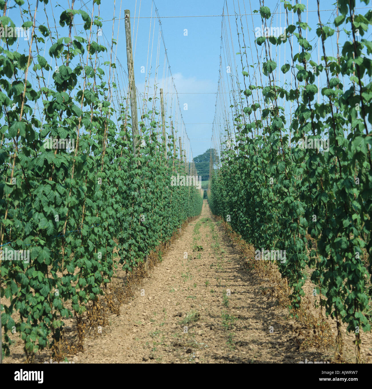 Young hop bines growing up strings in Herefordshire hop garden Stock Photo