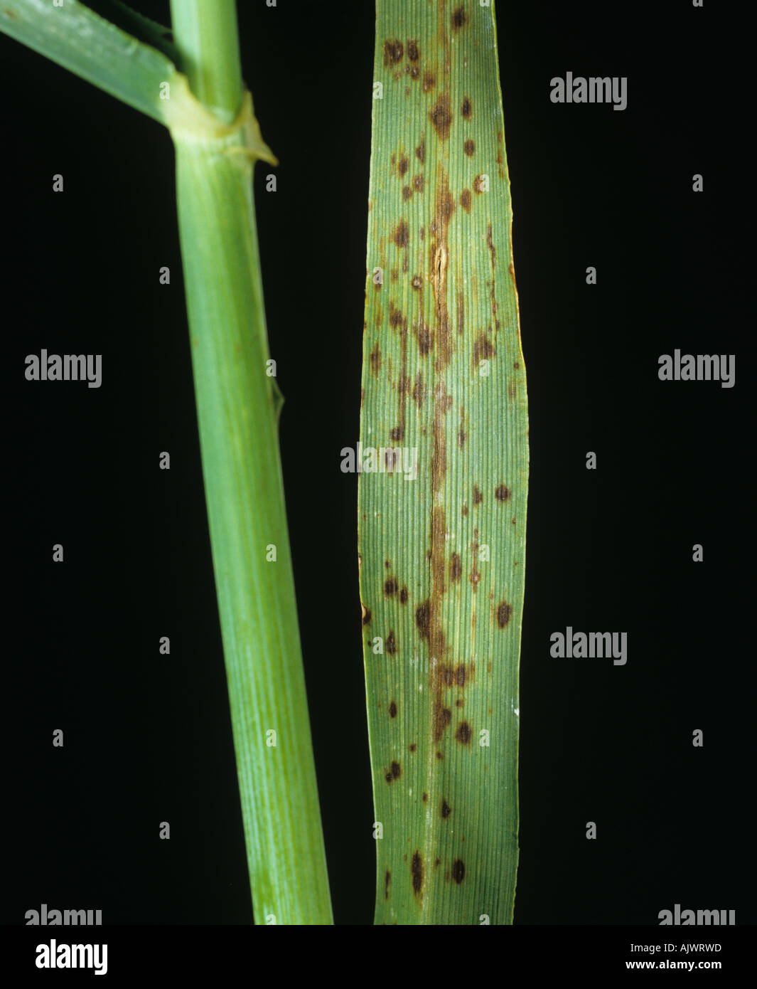 Leaf spotting on barley a symptom of manganese deficiency Stock Photo