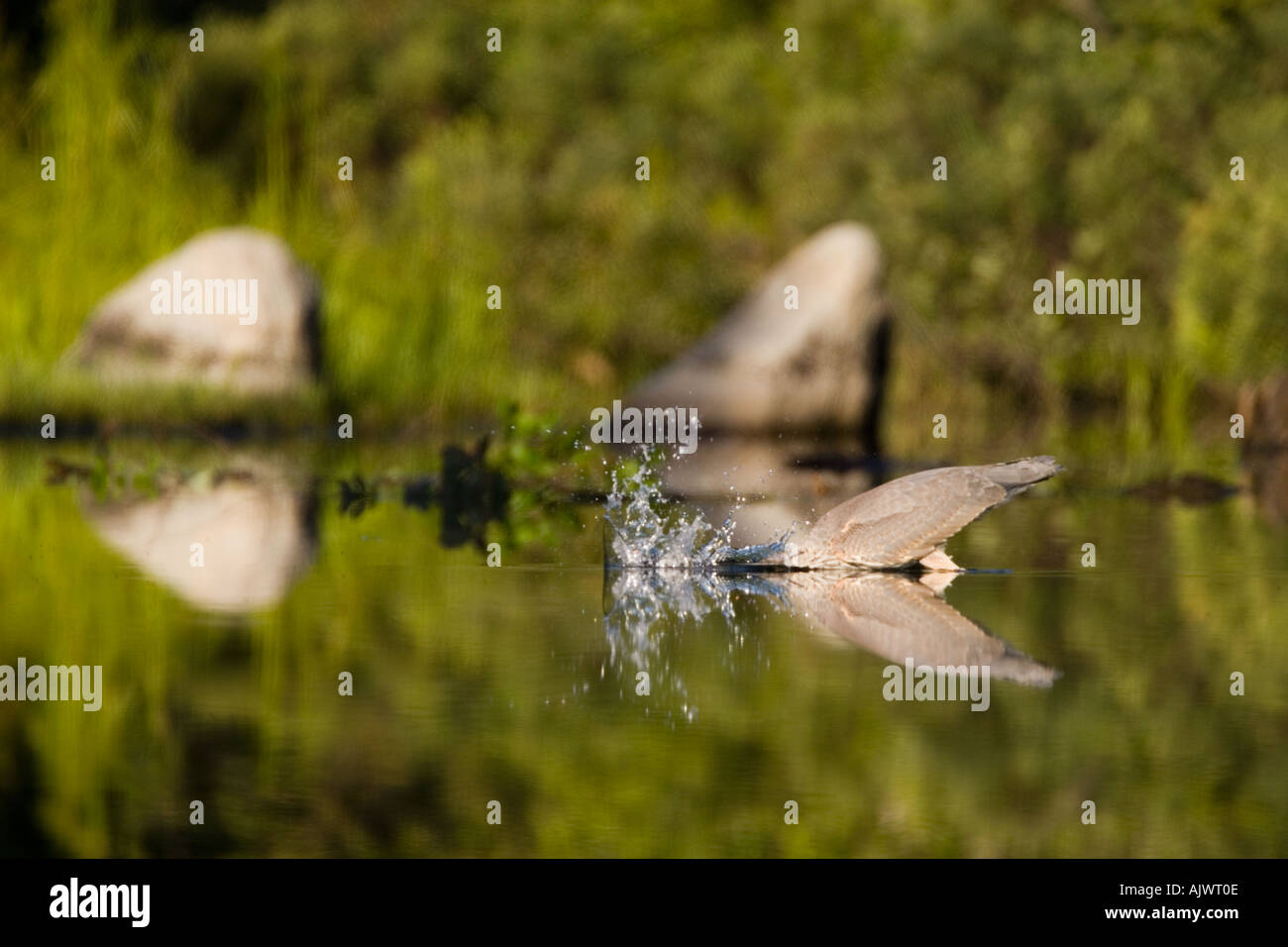 A great blue heron Ardea herodias feeds in Katahdin Lake near Maine s Baxter State Park  Stock Photo