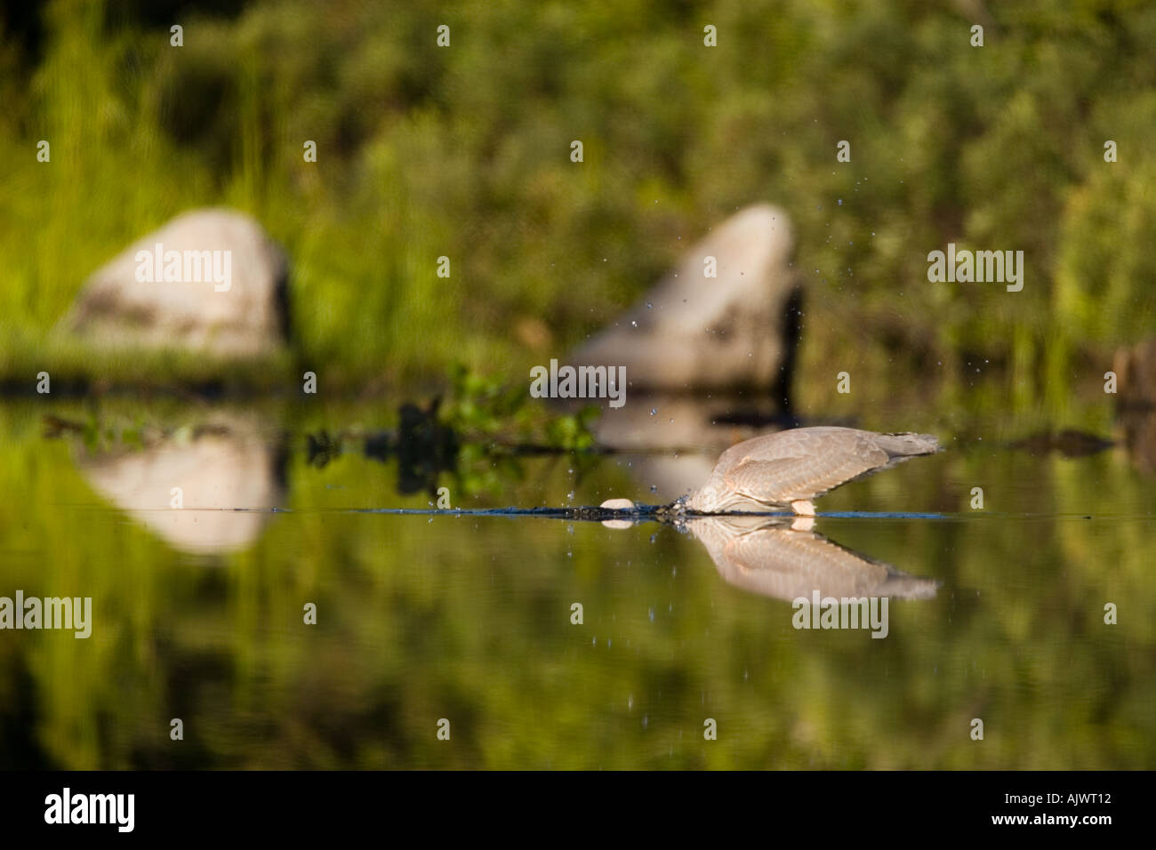 A great blue heron Ardea herodias feeds in Katahdin Lake near Maine s Baxter State Park  Stock Photo