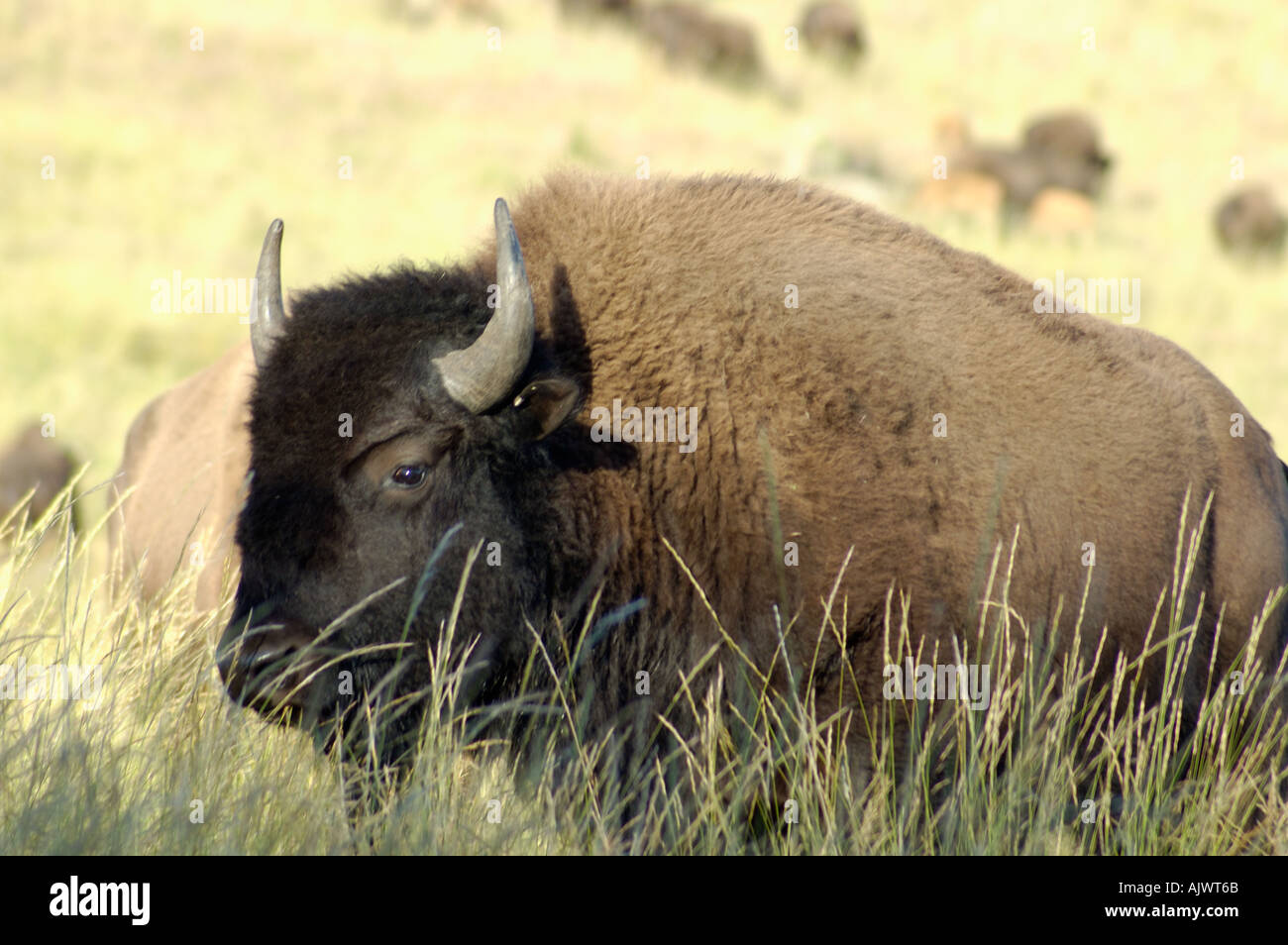 American Bison also known as buffalo grazing on the National North ...