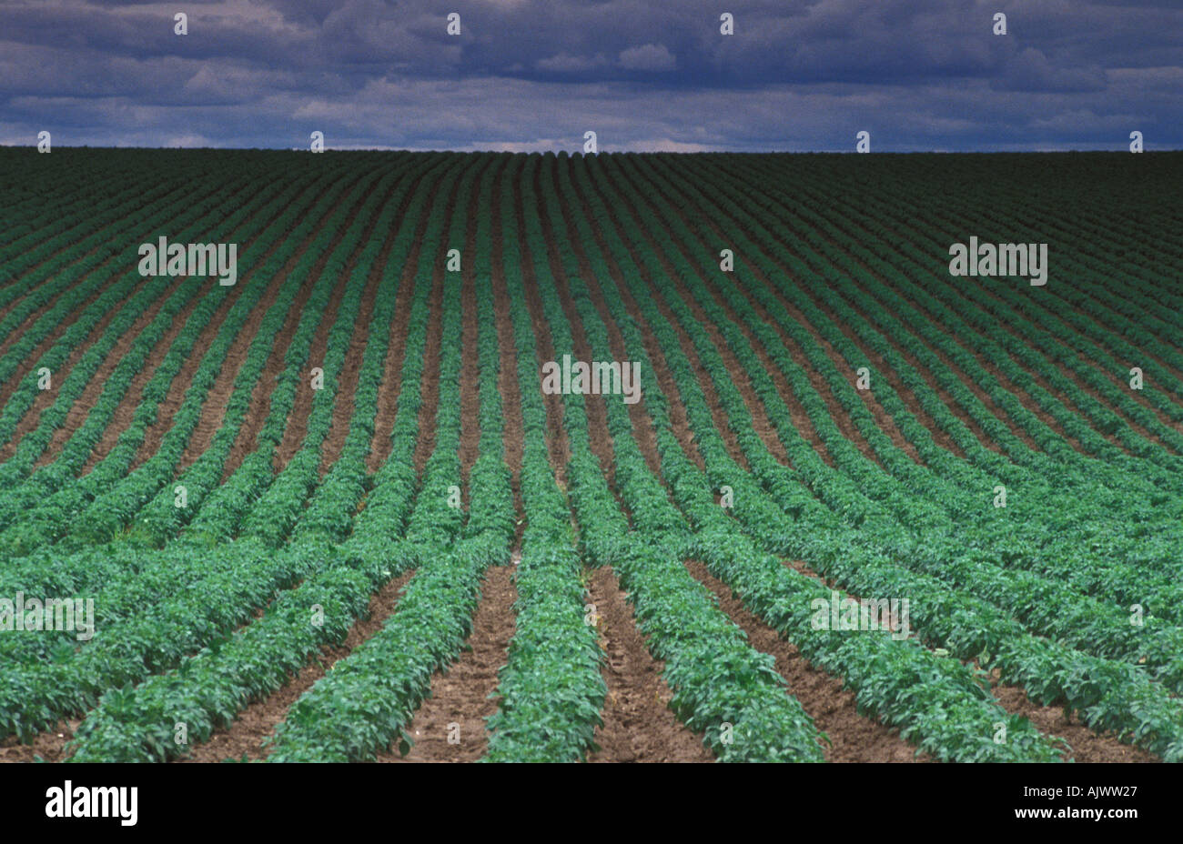 Green bean crop hi-res stock photography and images - Alamy