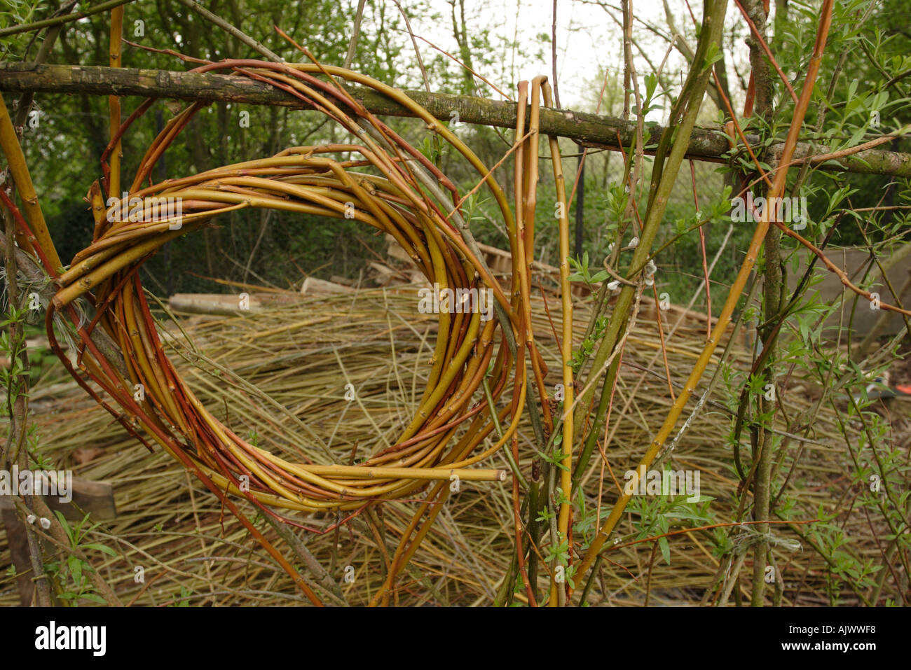 Woven willow hoop Stock Photo