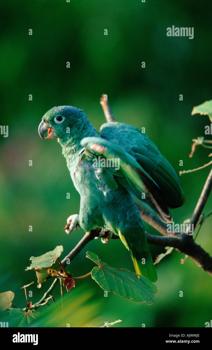 Mealy Amazon Parrot Stock Photo