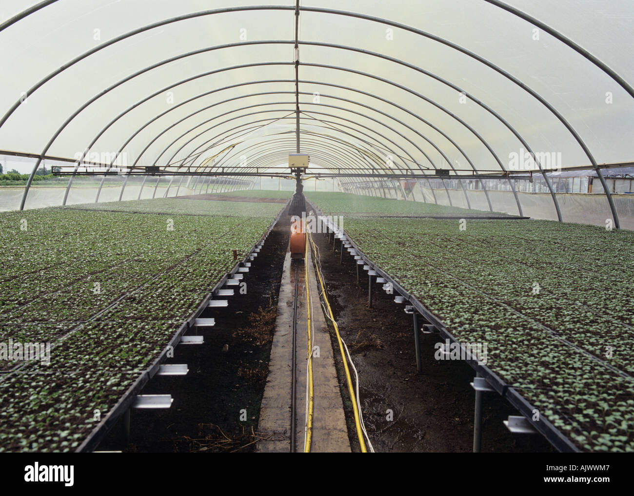 Seedling cabbage plants reared in a polythene house and automatically mist watered Stock Photo