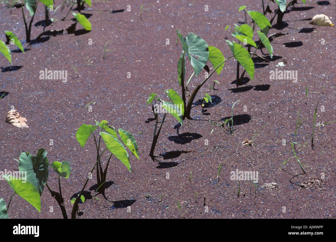 Taro dasheen or cocoyam Colocasia esculenta var antiquorum young plants in a paddy Stock Photo