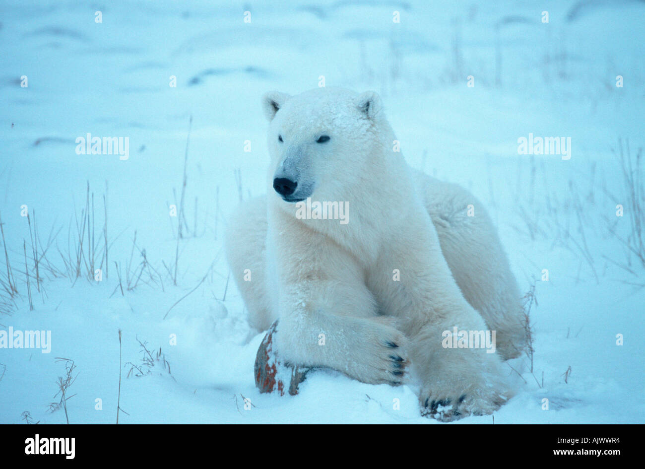 Polar Bear / Eisbaer / Polarbaer Stock Photo