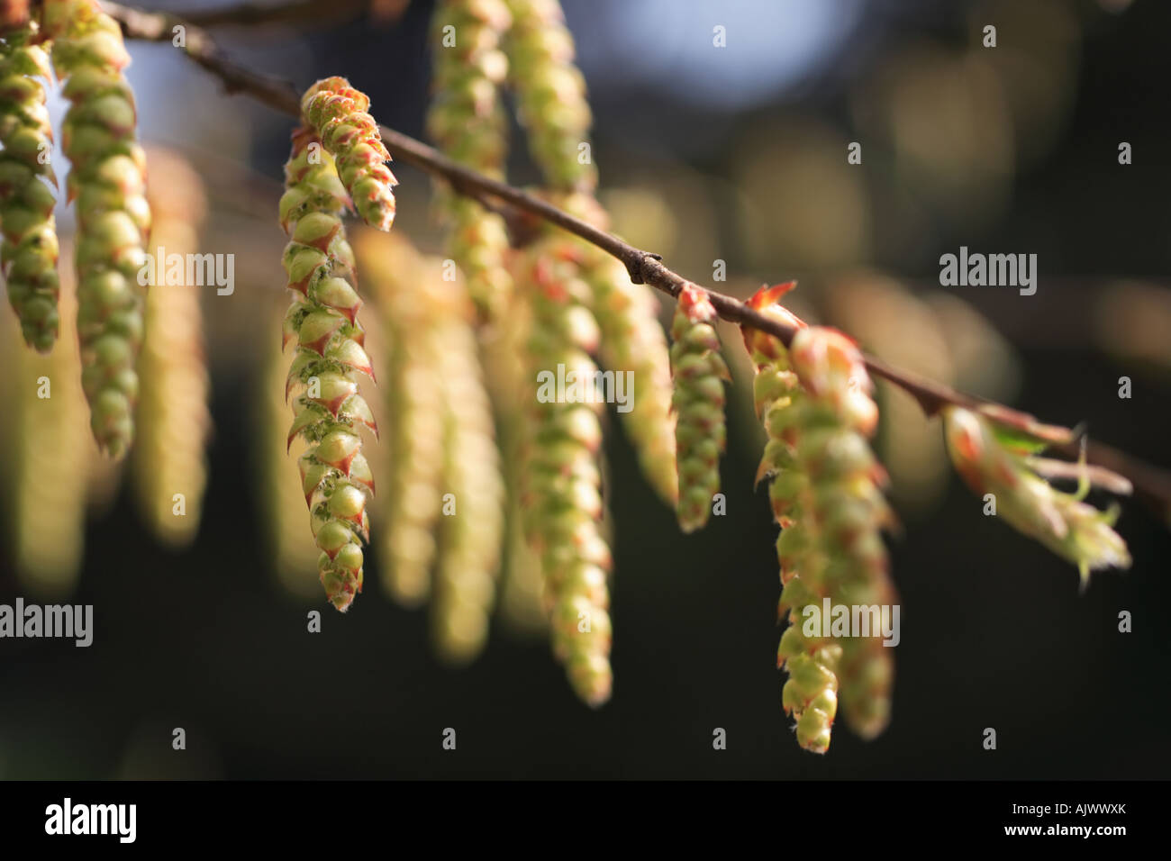 "Catkins" on a tree branch Stock Photo Alamy