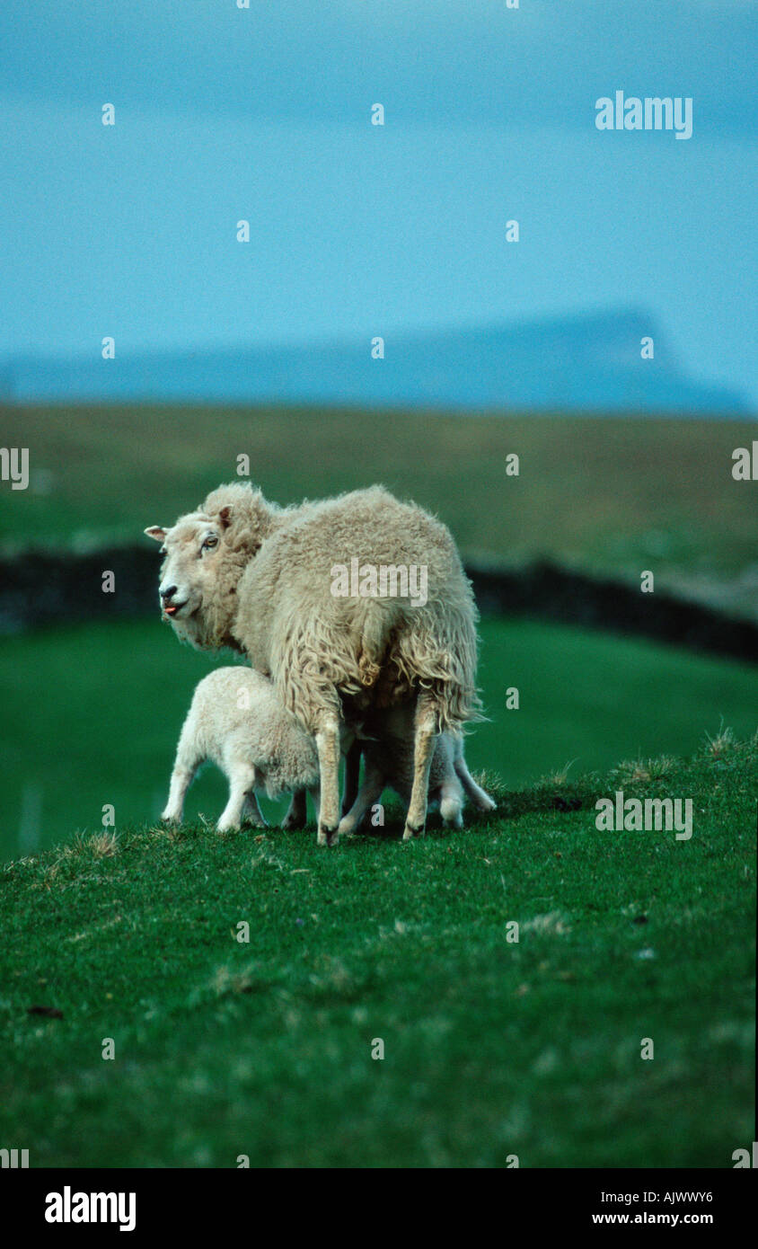 Shetland Sheep / Hausschaf / Shetland-Schaf Stock Photo