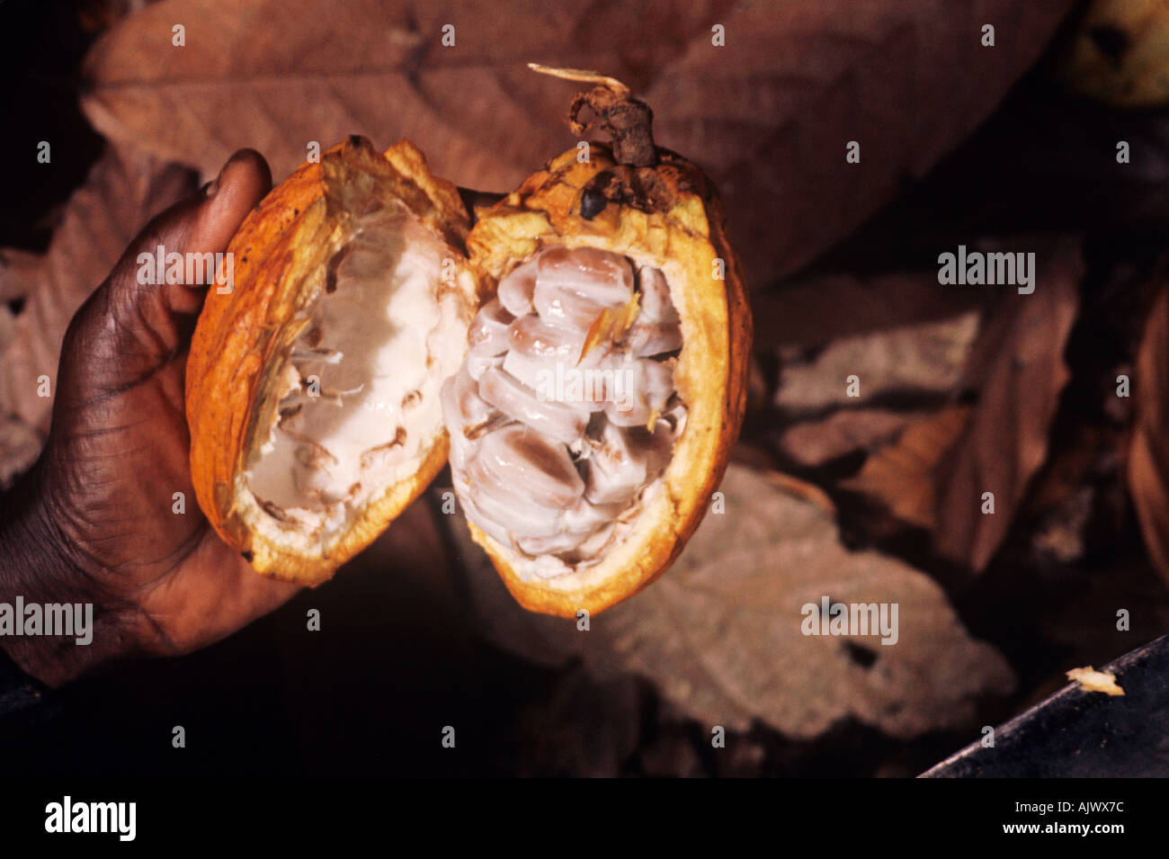 A sliced cocoa pod in a Ghana forest farm reveals the beans inside
