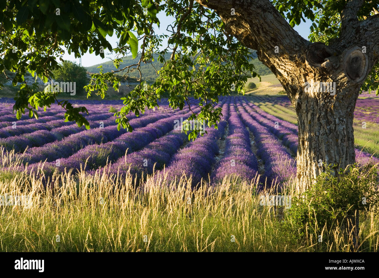 France Provence Lavender field Stock Photo