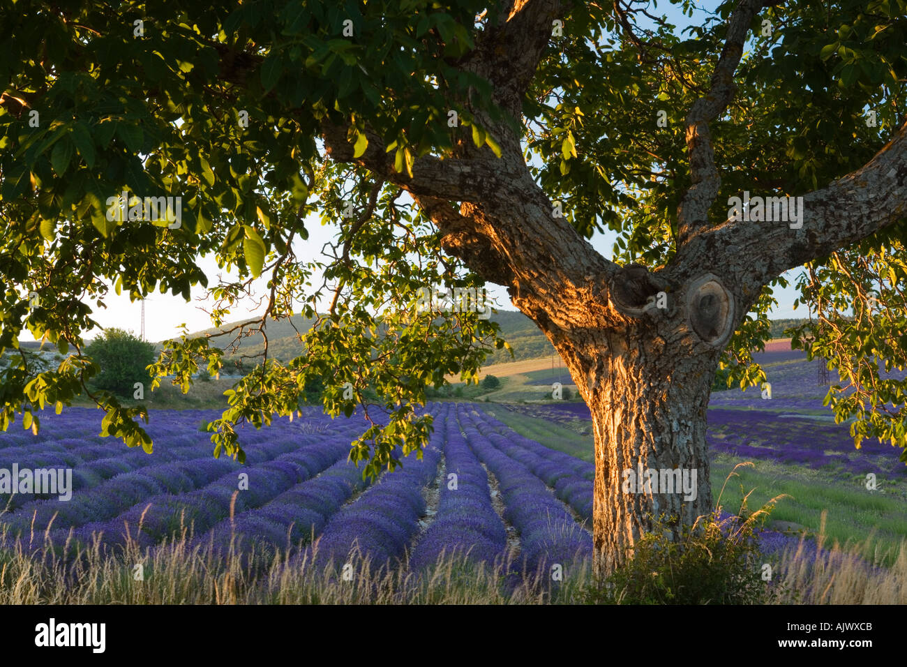 France Provence Vaucluse region Lavender fields Stock Photo