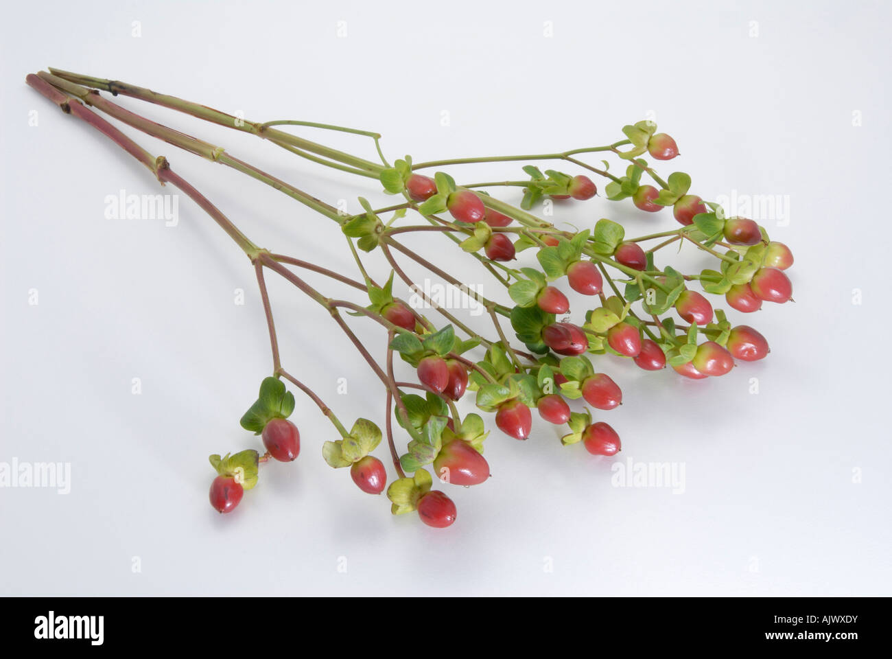 St Johns Wort, Tall Tutsan (Hypericum x inodorum), variety: Elstead, twigs with berries studio picture Stock Photo