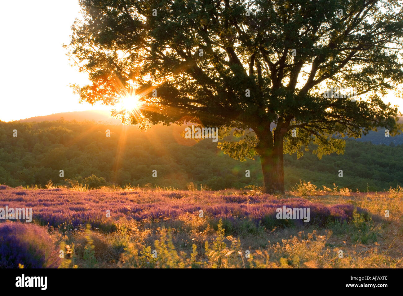 France Provence Vaucluse region Sunset through tree over lavender field Stock Photo