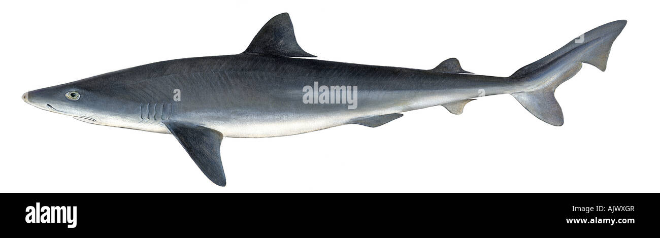 Tope Shark (Galeorhinus galeus), drawing Stock Photo