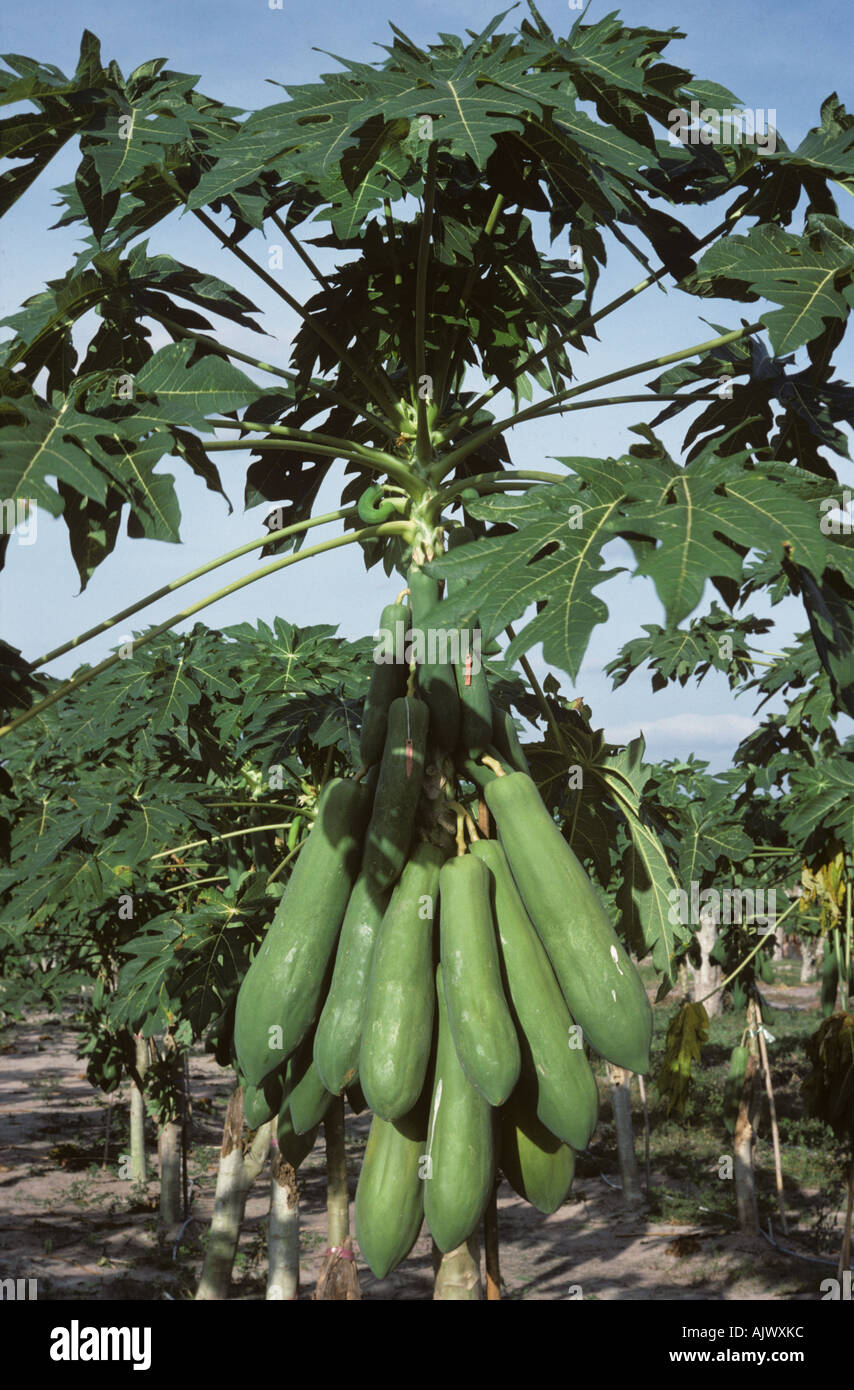 Long mature papaya pawpaw papaye fruit on the tree Thailand Stock Photo