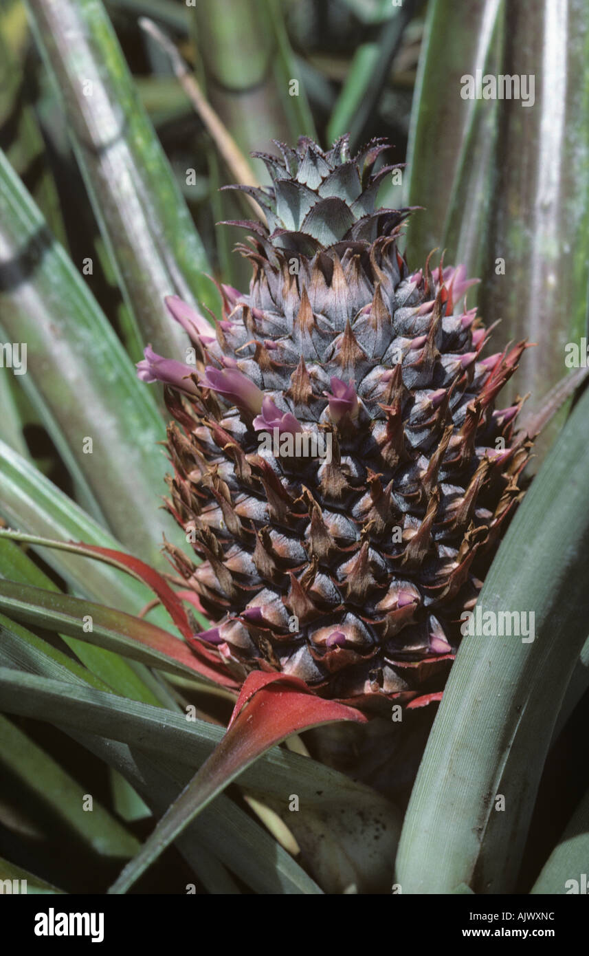 Young pineapple fruit enlarging and flowering South Africa Stock Photo