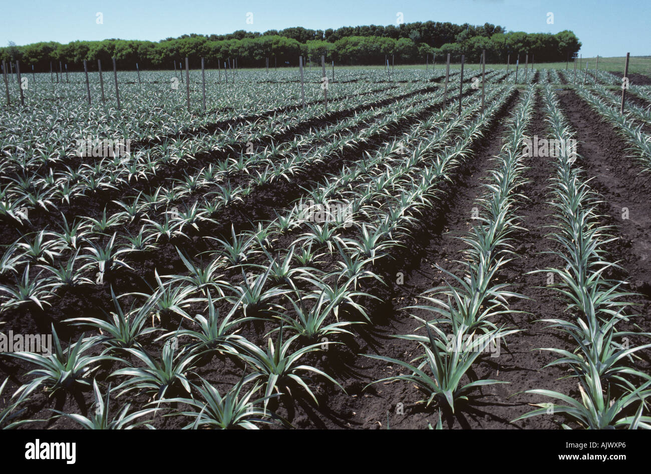 Young pineapple crop even rows of young plants South Africa Stock Photo