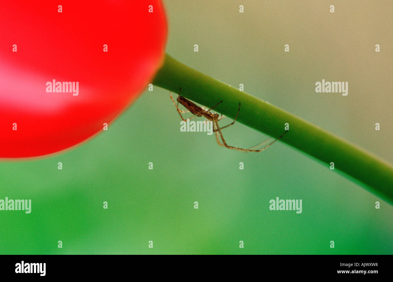 Elongated Orb Weaver / Streckerspinne Stock Photo