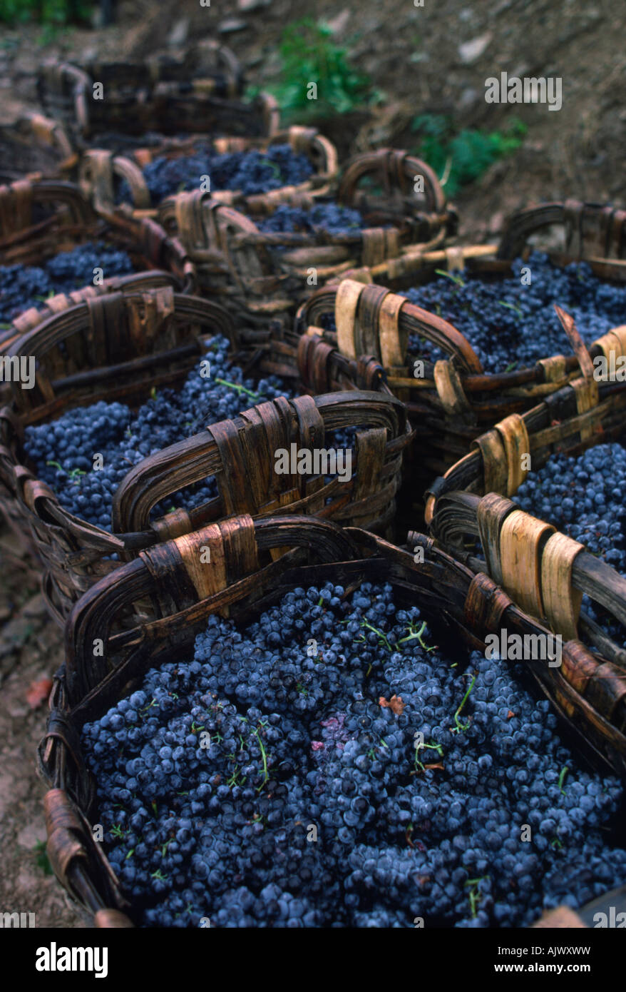 Panniers full of grapes, Douro Valley Stock Photo