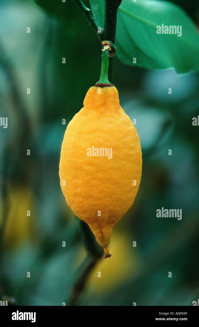 Lemon / Zitrone Stock Photo