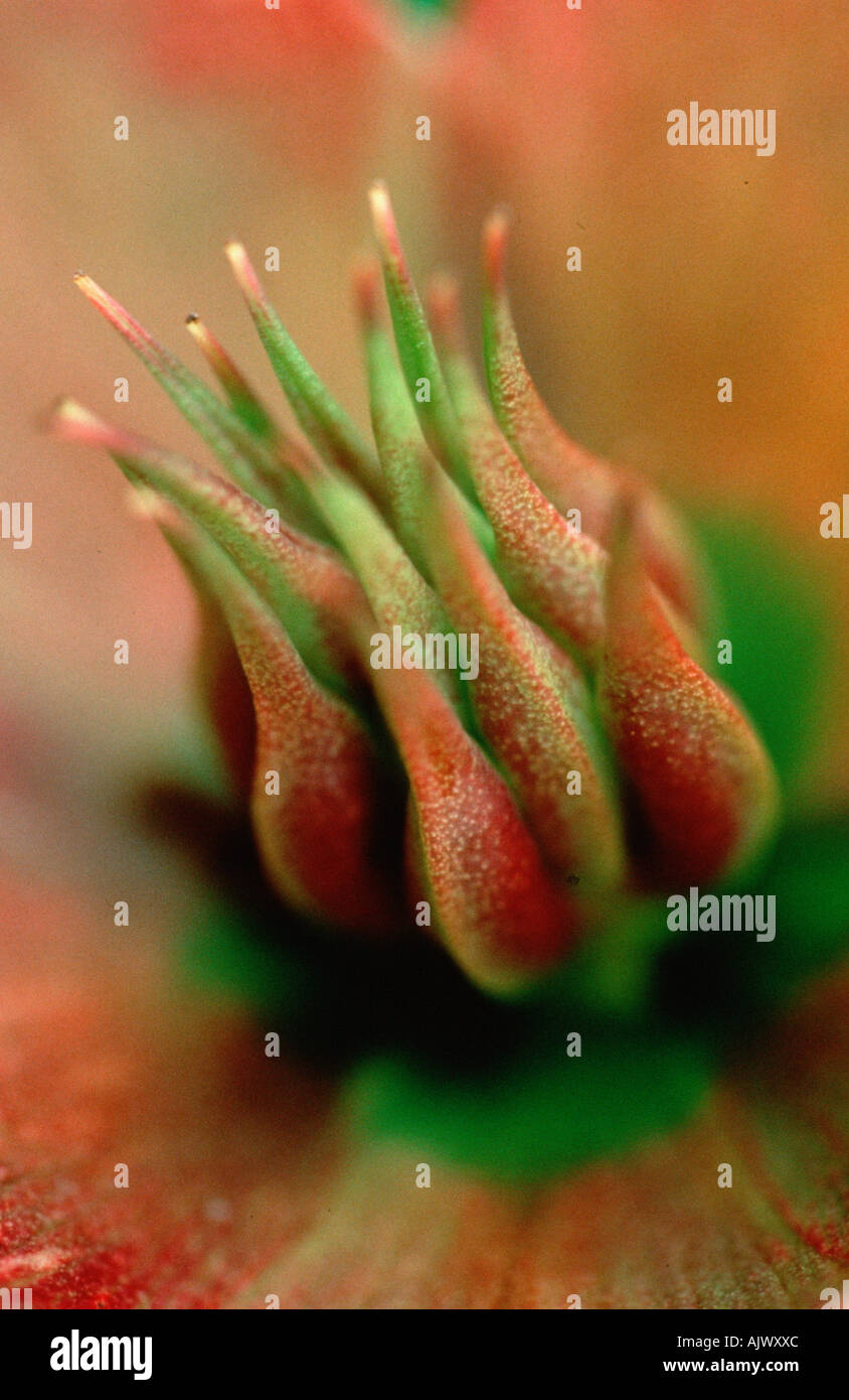 Hellebore fruit helleborus spec christrose samen hires stock