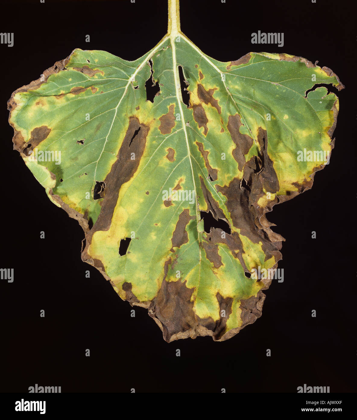 Leaf spot (Alternaria helianthi) lesions on a sunflower leaf South Africa Stock Photo