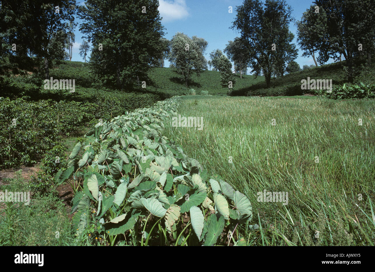 Taro cocoyam dasheen crop grown at the edge of a pond Kenya Stock Photo