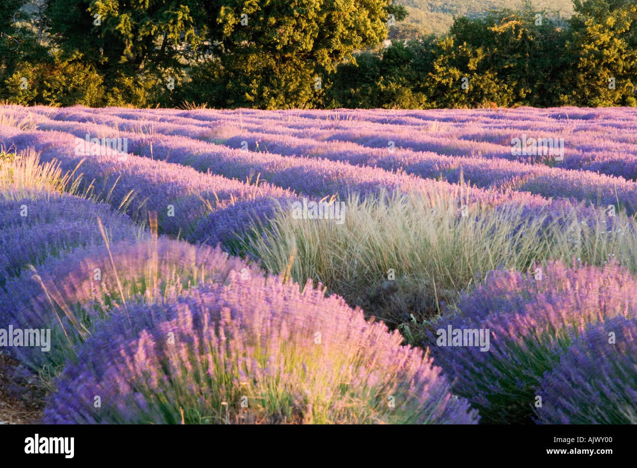 France Vaucluse region Lavender field Stock Photo