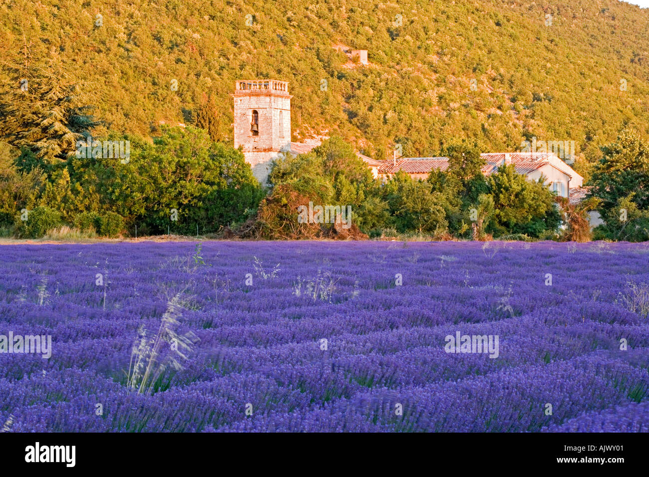France Provence rural church viewed over lavender field Stock Photo