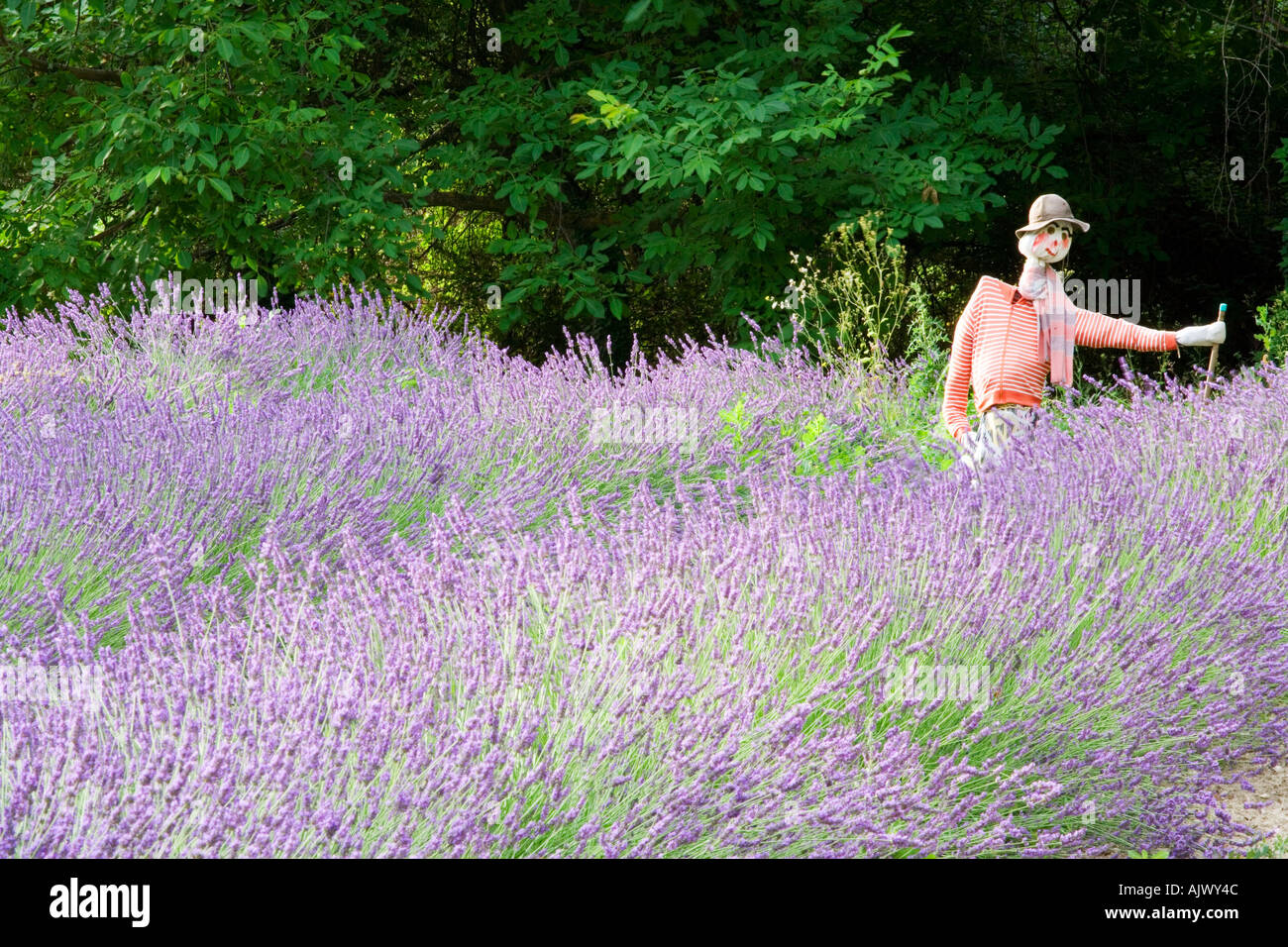 Lavender field and scarecrow Provence France Stock Photo