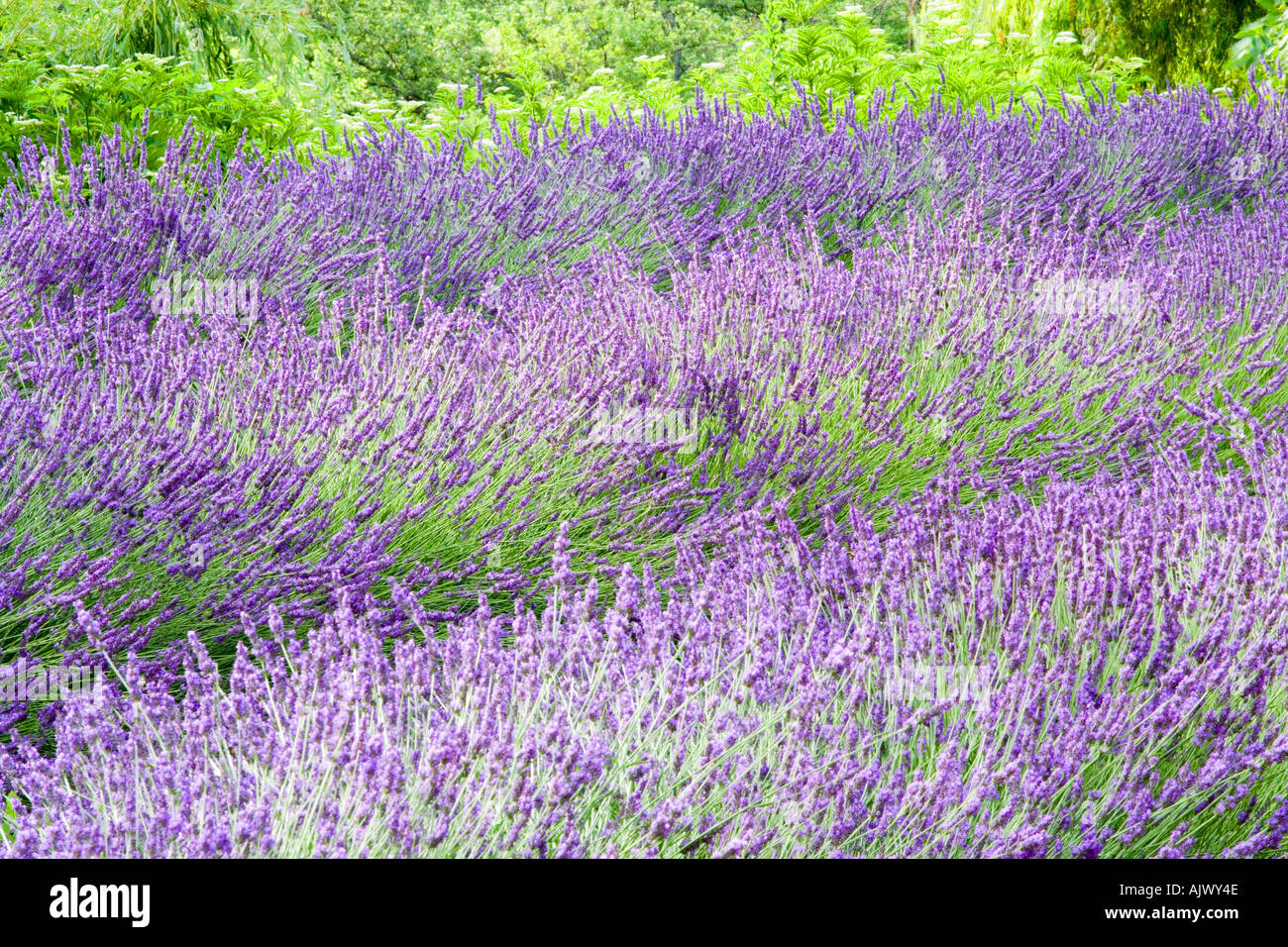 Lavender field Provence France Stock Photo