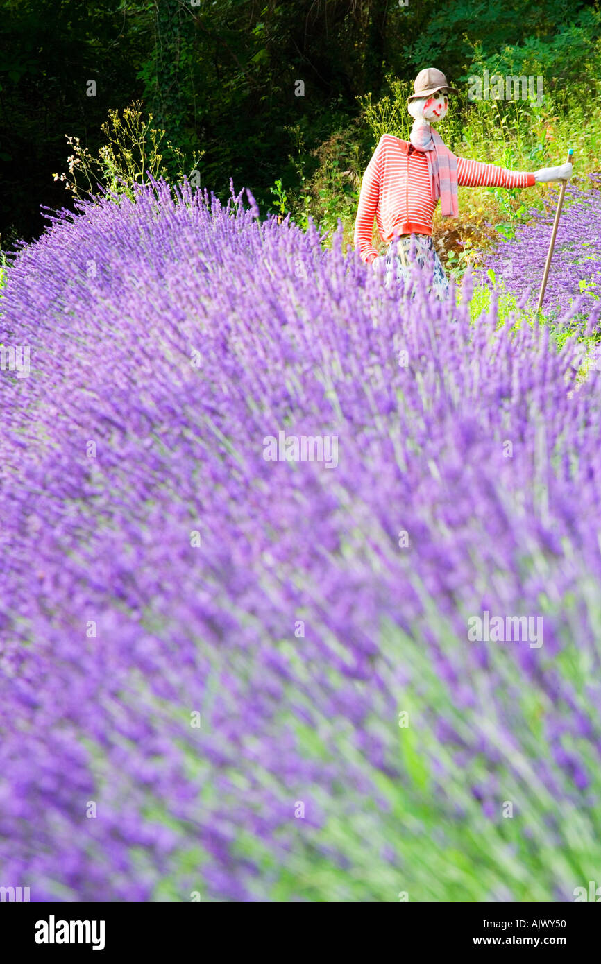 Scarecrow in lavender Field Provence France Stock Photo