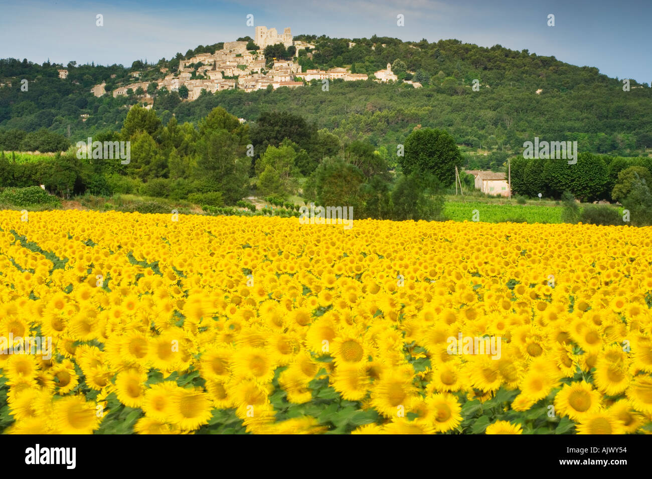 View over Sunflowers to Lacoste Provence France Stock Photo