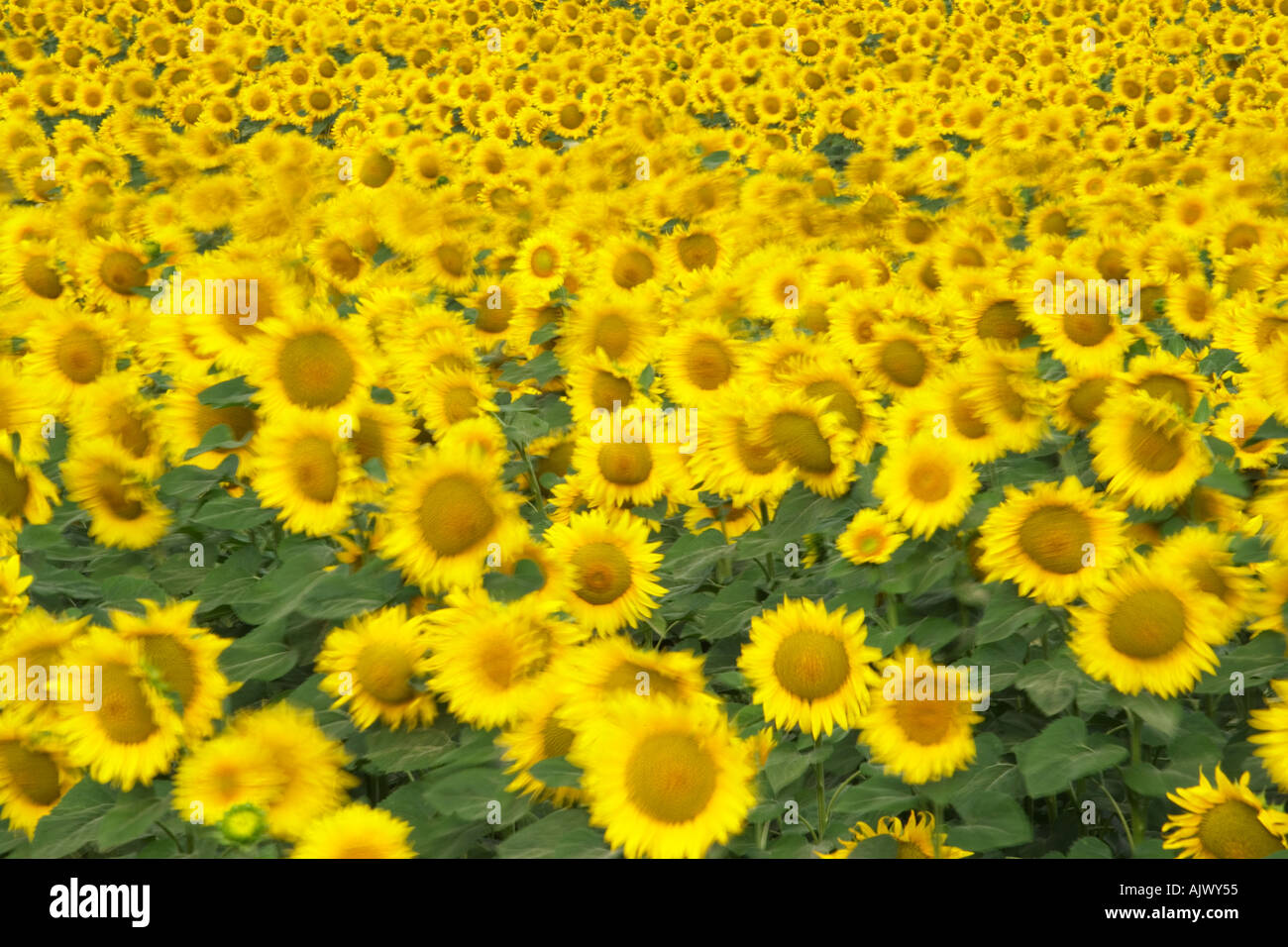 Sunflowers Blurred motion France Stock Photo