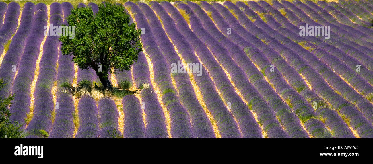 Tree in Lavender field Provence France Stock Photo