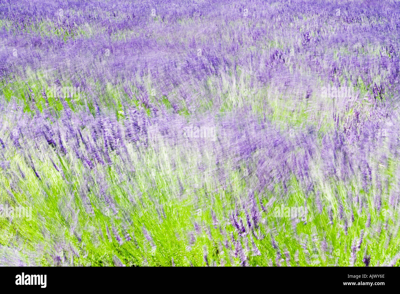 Lavender Blurred motion Provence France Stock Photo