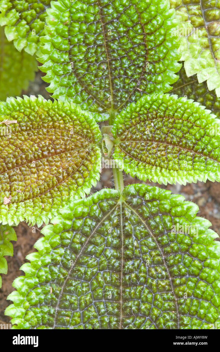 Friendship Plant (Pilea spruceana), leaves Stock Photo