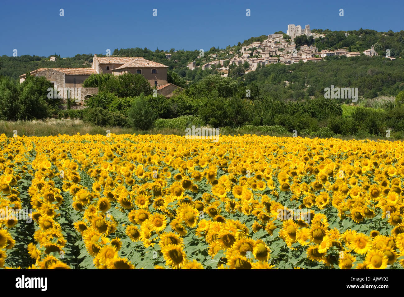 France Provence View over Sunflowers to Hilltop village of Lacoste Stock Photo