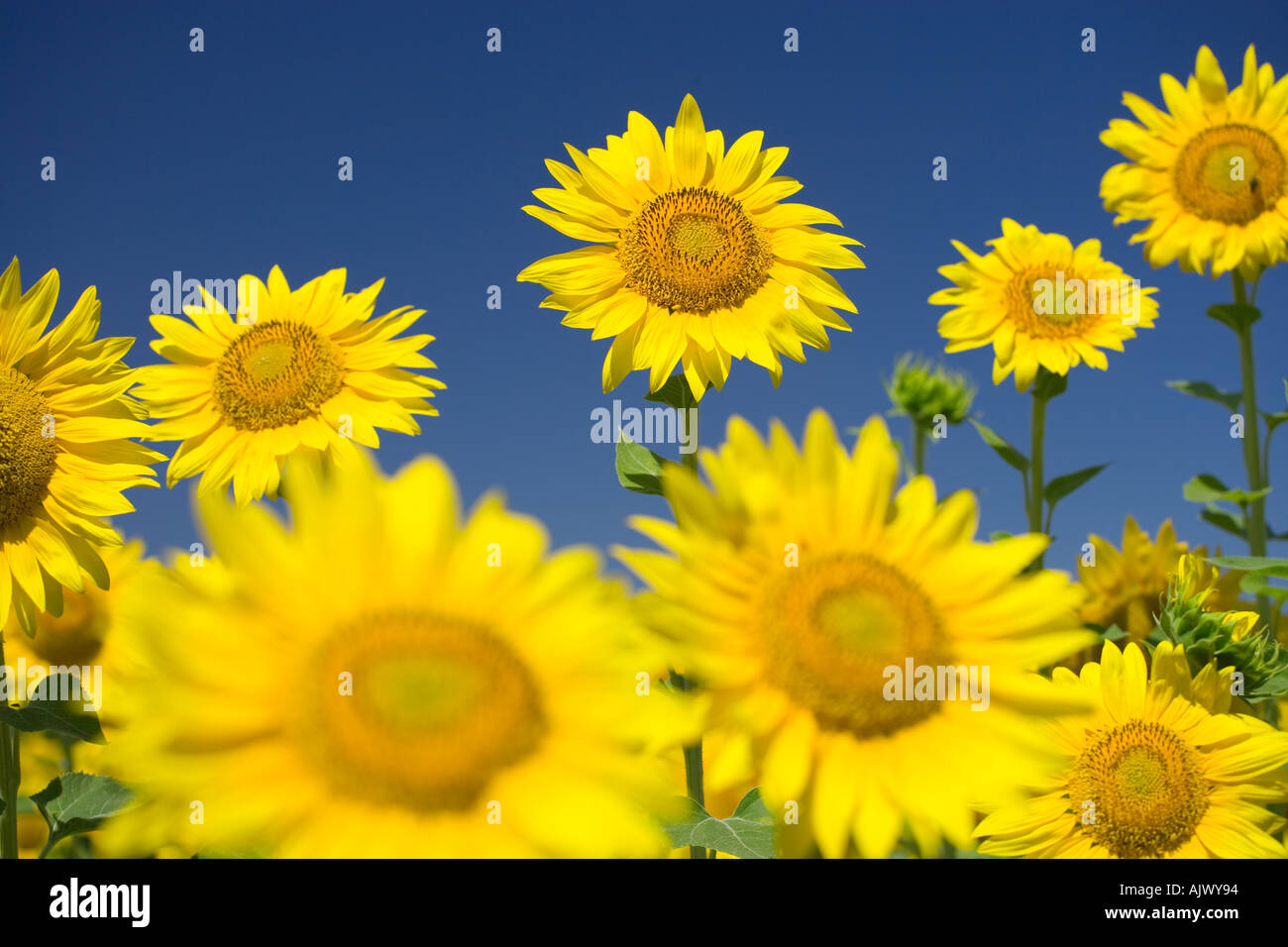 France Provence Sunflowers against blue sky Stock Photo