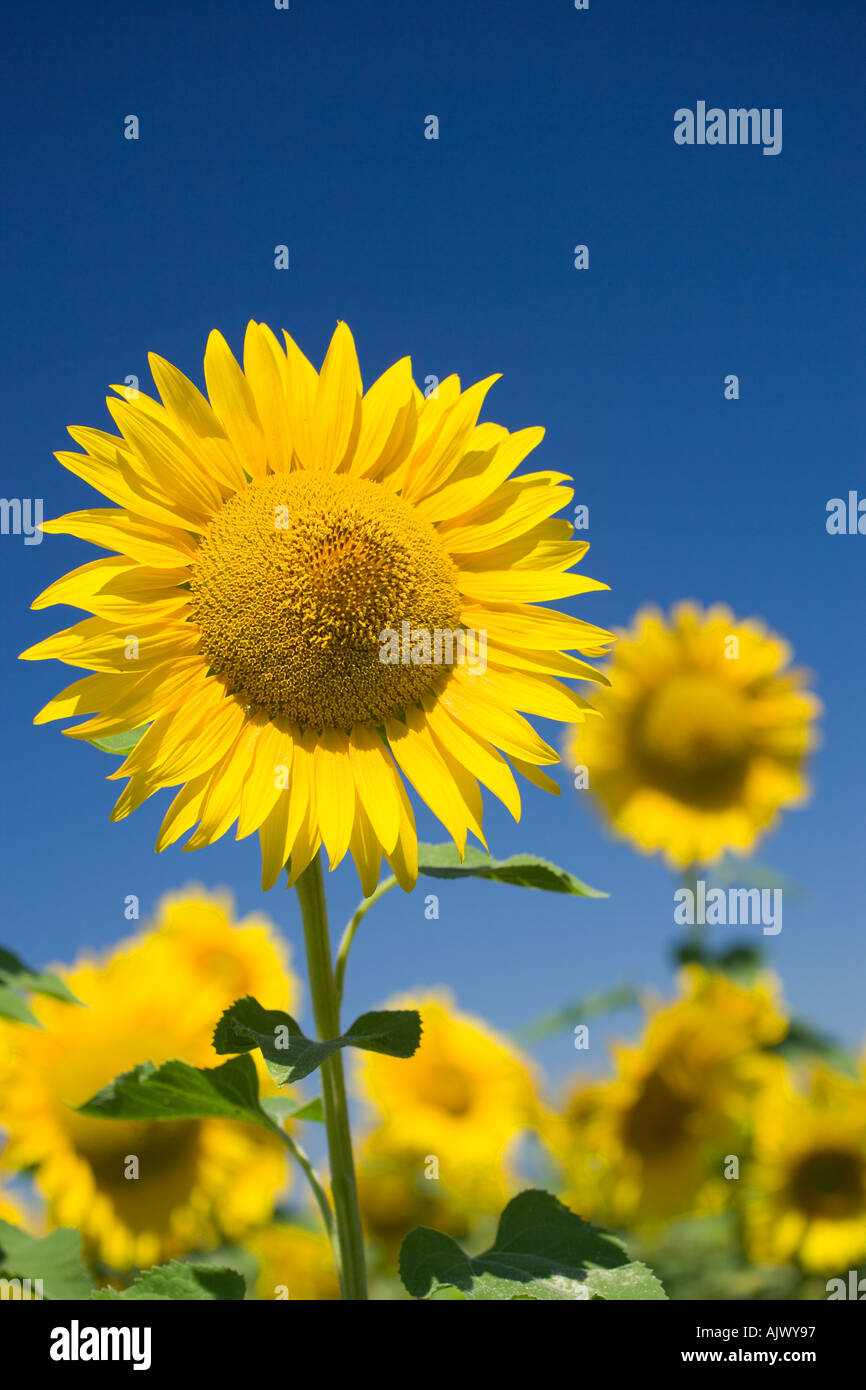 Italy Umbria Sunflower against blue sky Stock Photo