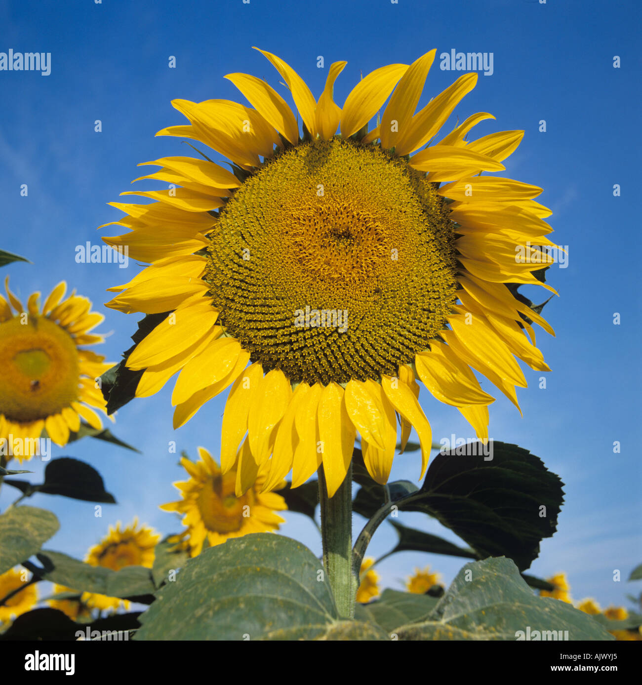 Sunflower large in italy hi-res stock photography and images - Alamy