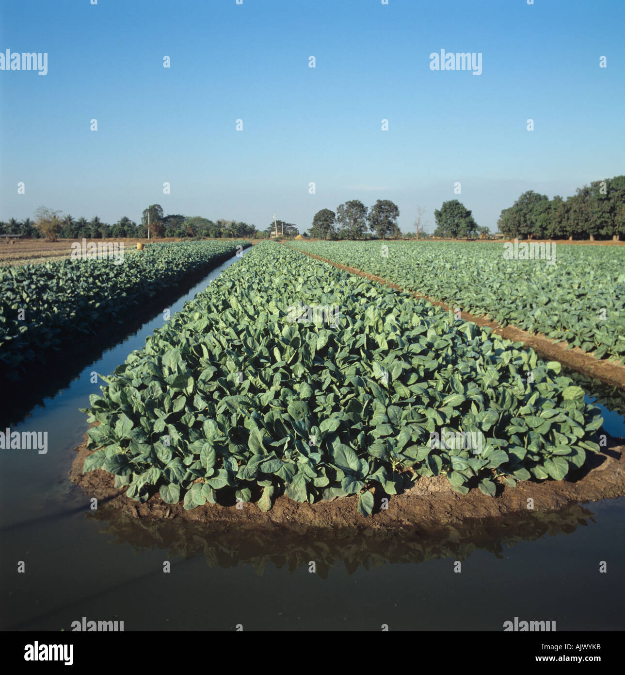 Cabbage kale crop growing on raised beds with irrigation canals Central