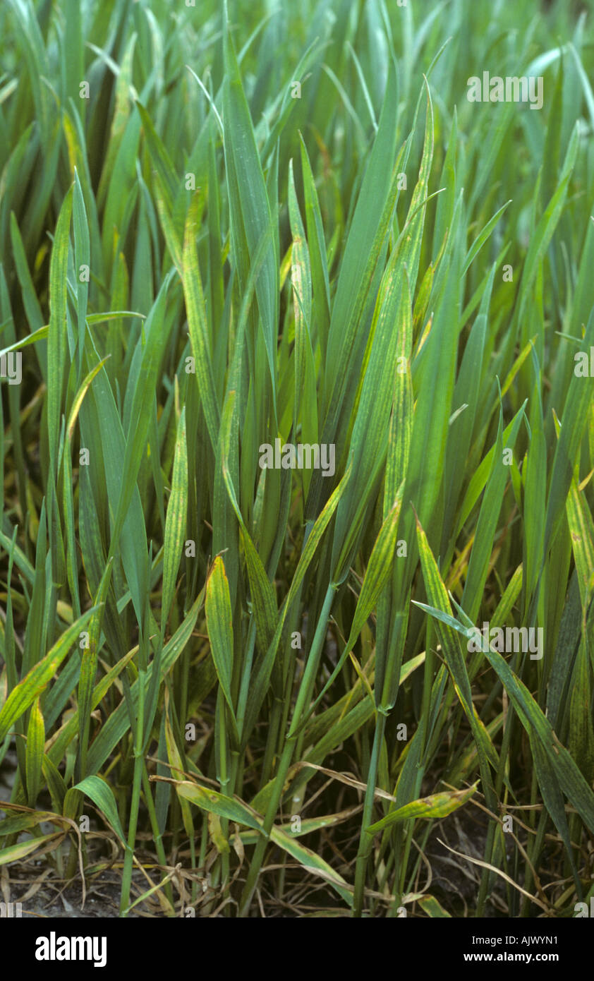 Symptoms of magnesium deficiency in a young wheat crop Stock Photo Alamy