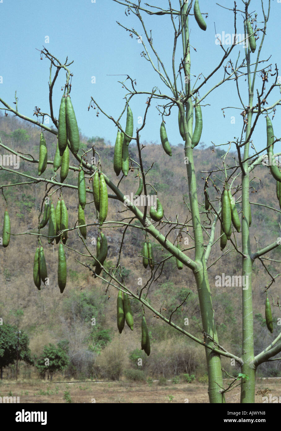 Kapok Or White Silk Cotton Tree Unopened Pods On The Tree Thailand Stock Photo Alamy Kapok Or White Silk Cotton Tree Unopened Pods On The Tree Thailand Stock Photo Alamy